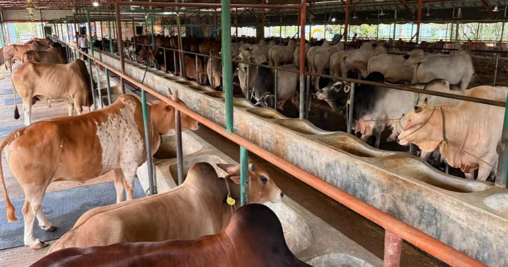 Feni farmers struggle to raise livestock ahead of Eid-ul-Adha