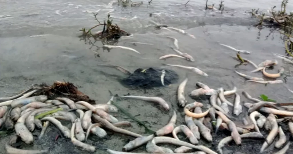 Meghna’s toxic turn: Mass fish deaths spark alarm among fishefolk