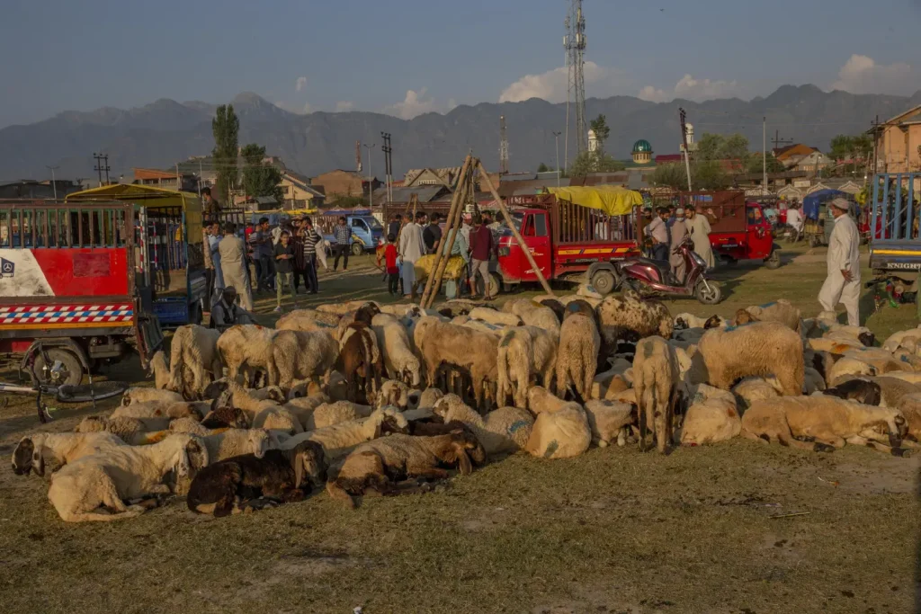 Officials now say no ban on animal sacrifice in Kashmir