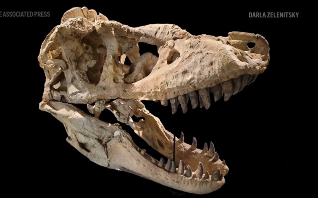 New species of dinosaur discovered that ‘rewrites’ T-Rex family tree
