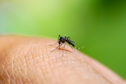 Chikungunya