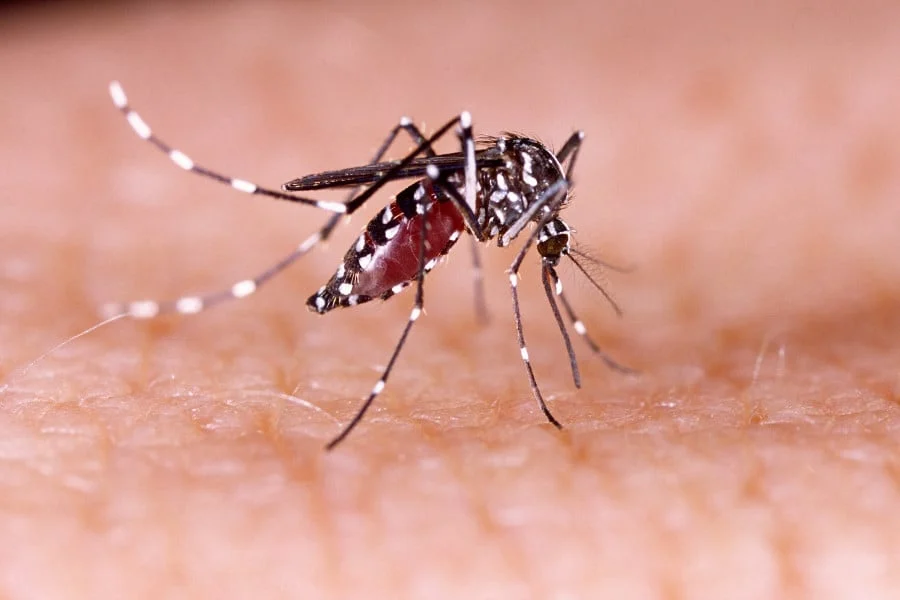 Dengue