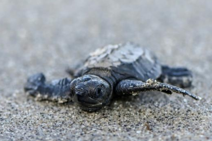 turtles rescued by RAB