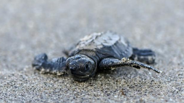 turtles rescued by RAB