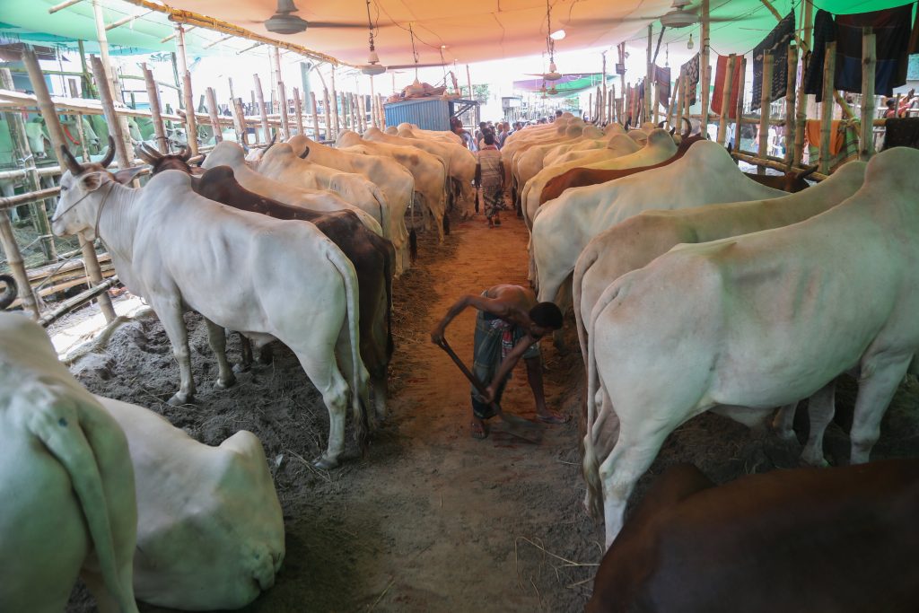 ‘Nothing below six figures’: Eid-ul-Adha cattle markets buzz with activity