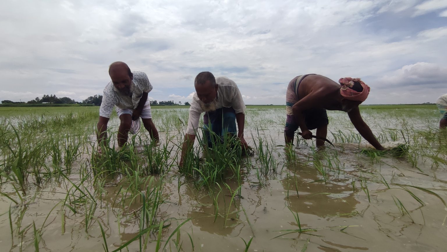 Aman paddy