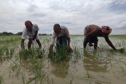 Aman paddy