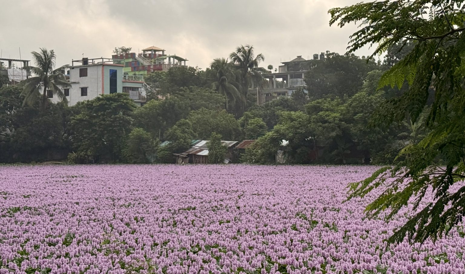 water hyacinths