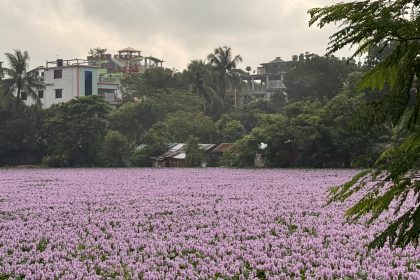 water hyacinths