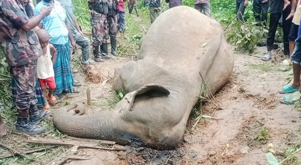 Wild elephant found dead near Sherpur border