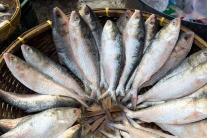 Hilsa