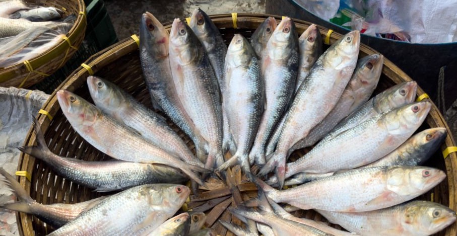 Hilsa