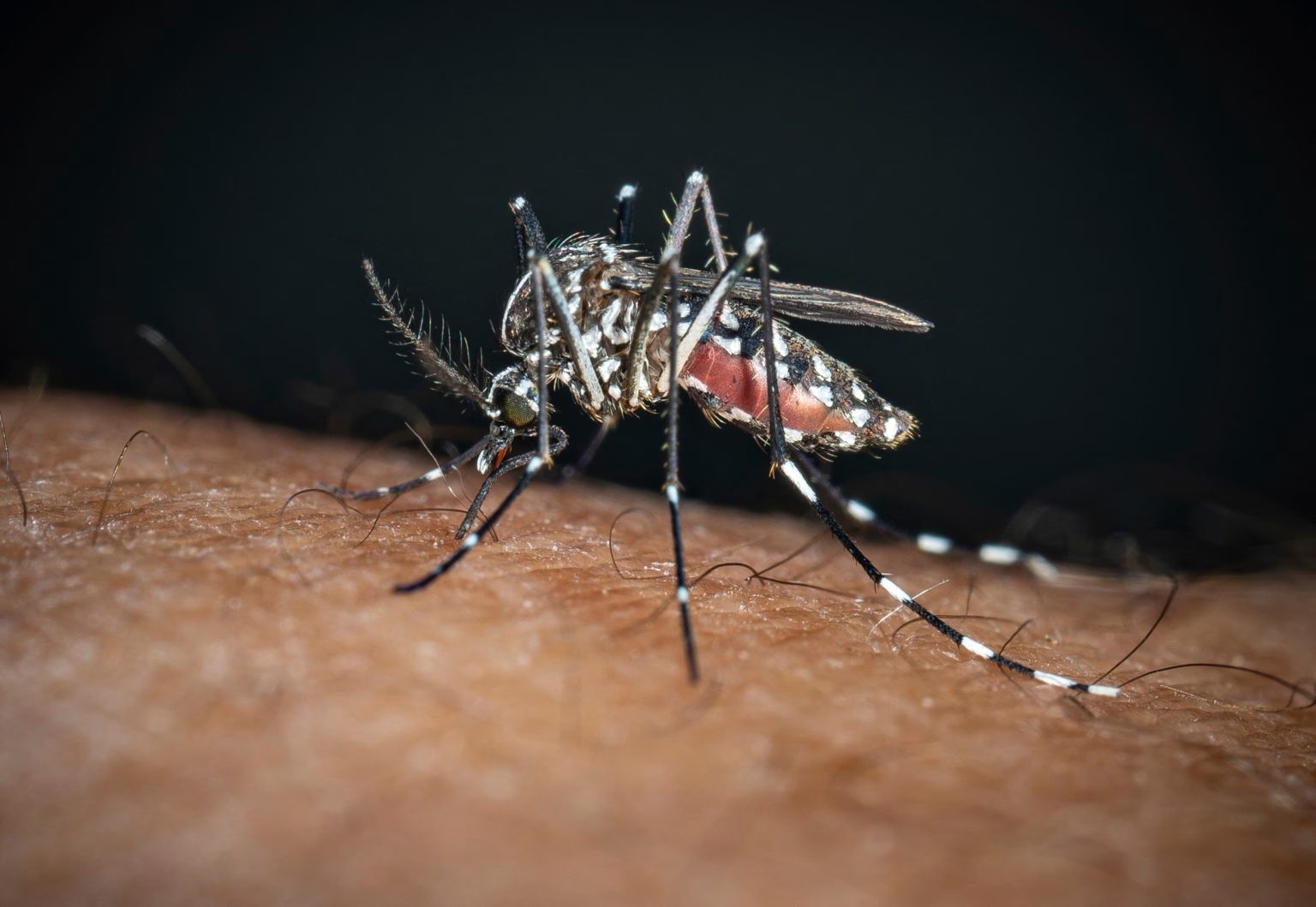 Dengue