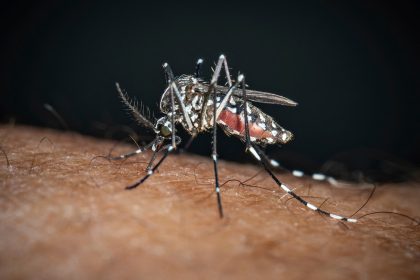 Dengue