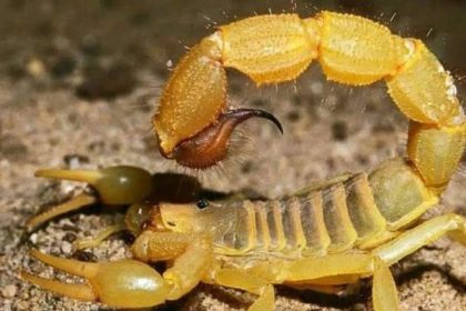 Scorpion