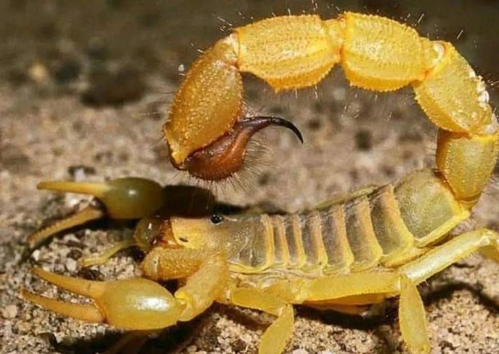 Scorpion