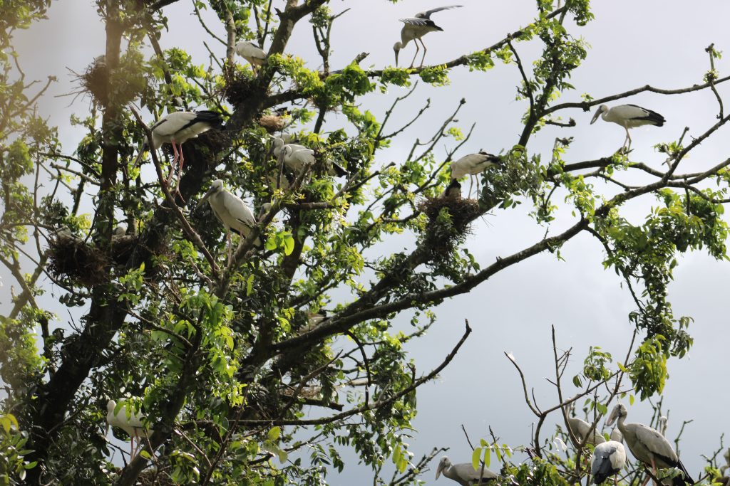 Village transforms into sanctuary as thousands of migratory birds flock