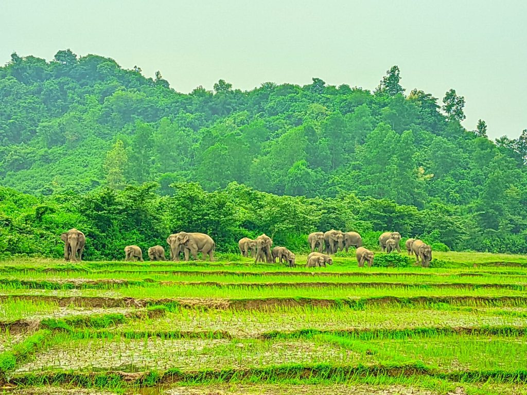 Elephant herds wreak Bakshiganj
