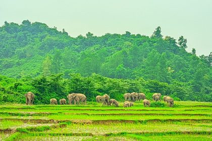 Elephant herds wreak Bakshiganj