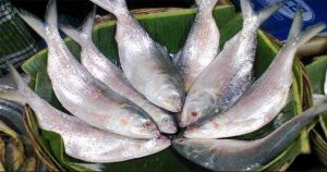 Why rivers are losing silver hilsa hilsa-ilish