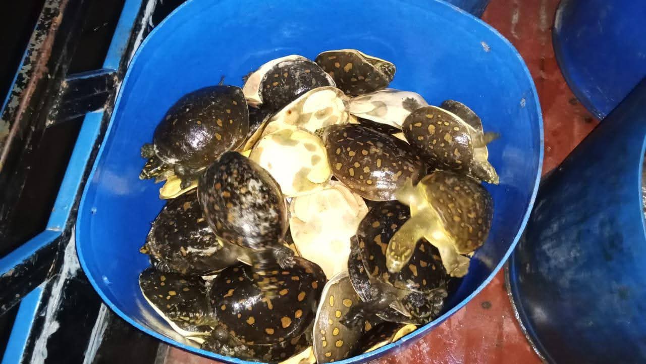 425 turtles rescued in Noakhali