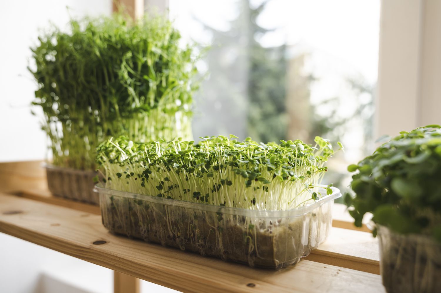 Wellness in sprouts: Tiny leaves, bold flavours