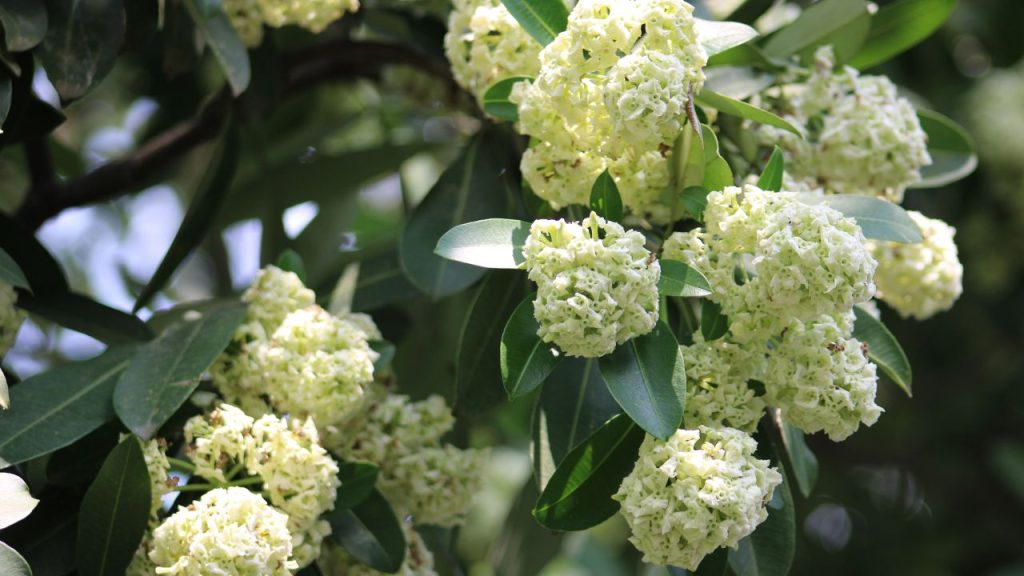 Chhatim blossoms paint Jhenaidah’s nights in fragrance Chhatim flower