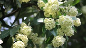 Chhatim blossoms paint Jhenaidah’s nights in fragrance Chhatim flower