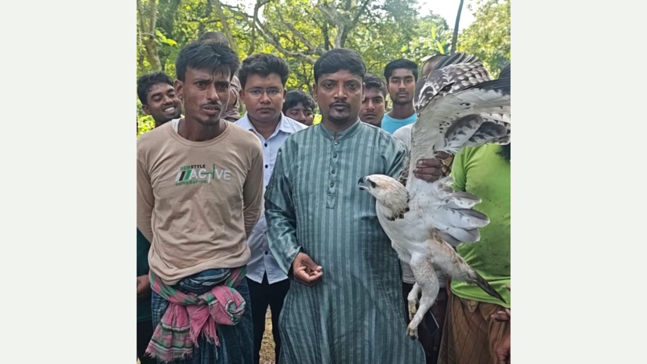 Two eagles rescued in Jhenaidah in two days