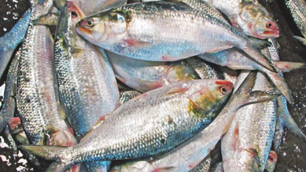 Hilsa fishing ban begins Friday midnight