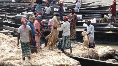Jute loses appeal as Gaibandha farmers reel from poor prices Jute