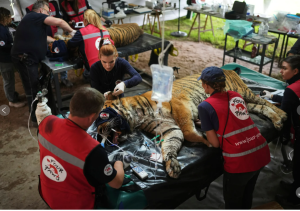 Overcrowded, neglected big cats rescued from Argentina’s closed Lujan zoo