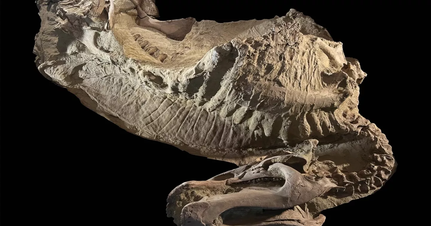 Scientists decode skin secrets from rare dinosaur mummies in Wyoming