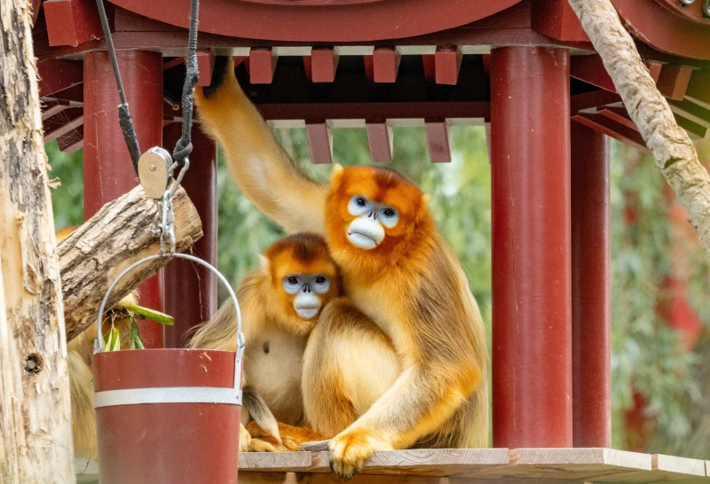 China’s golden monkeys make European debut; signaling next phase of wildlife diplomacy