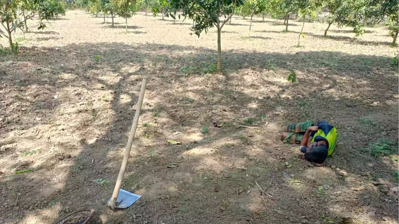 Chuadanga farmers suffer huge losses due to climate change