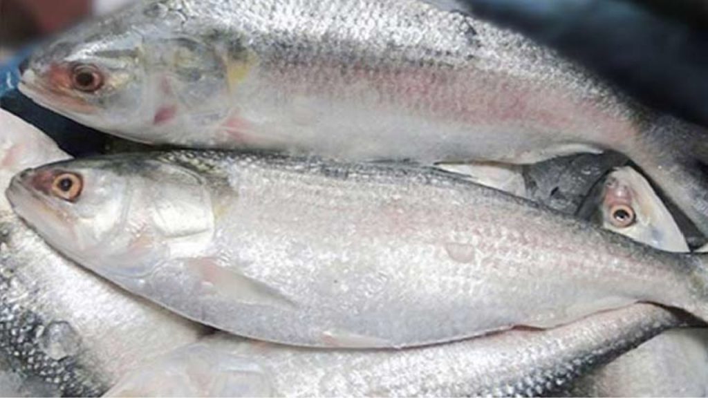 Hilsa returns to Bhola rivers, fishermen hopeful after lean season Maa Hilsa Conservation Campaign-2025