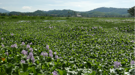 Turning water hyacinth into paper: Prospects for jobs and rural growth hyacinth into paper