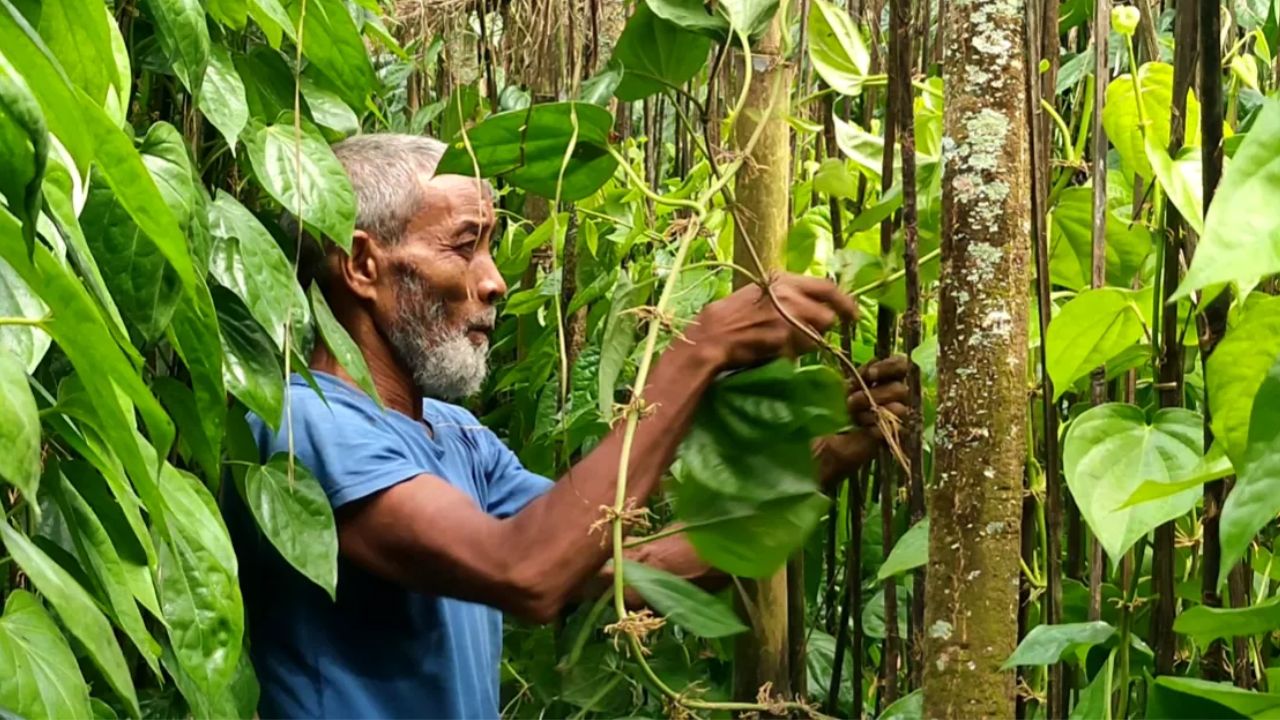 C’nawabganj’s betel leaf harvest fails to boost farmers’ profits
