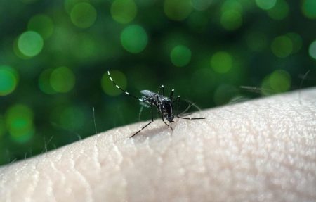 263 new dengue cases