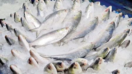 Bangladesh focuses on Jatka preservation for hilsa production jatka hilsa production