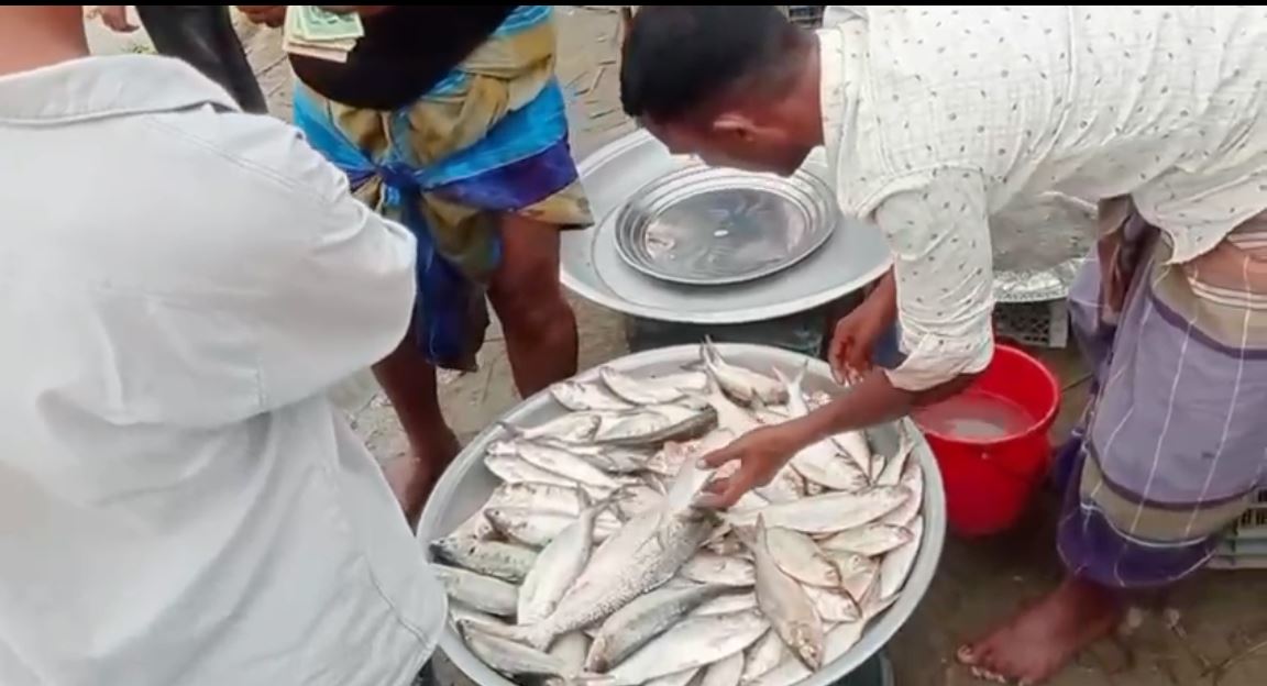 Madaripur fishermen ignore hilsha ban, illegal sales soar