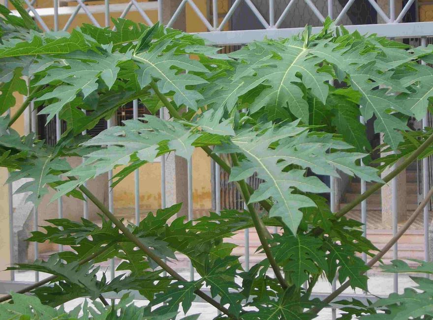 The papaya leaf cure: Hope, hearsay, and dengue in Bangladesh