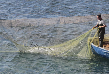 Mediterranean, Black Sea fish stocks show recovery but threats persist, UN says Mediterranean