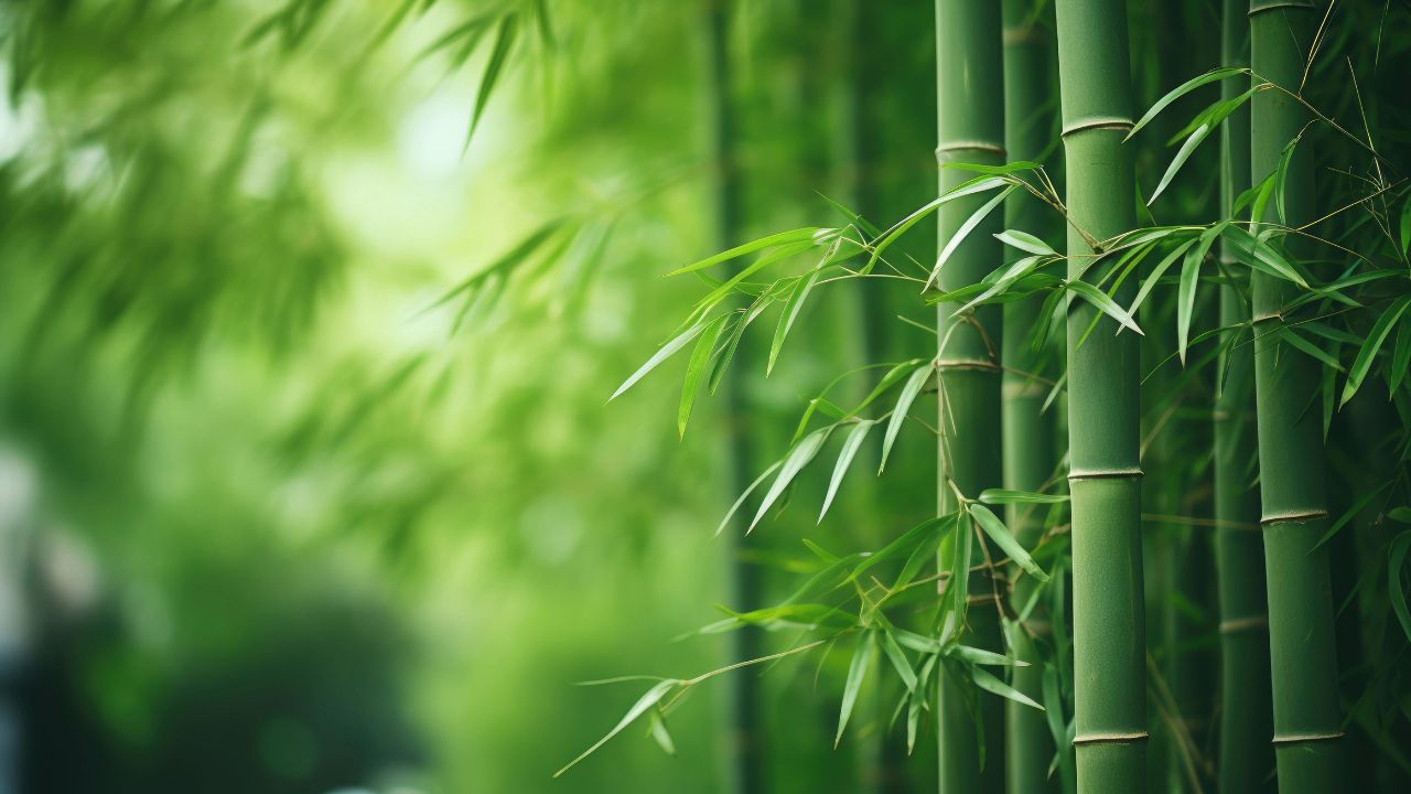 Bamboo looting spree in Moulvibazar threats ecological balance