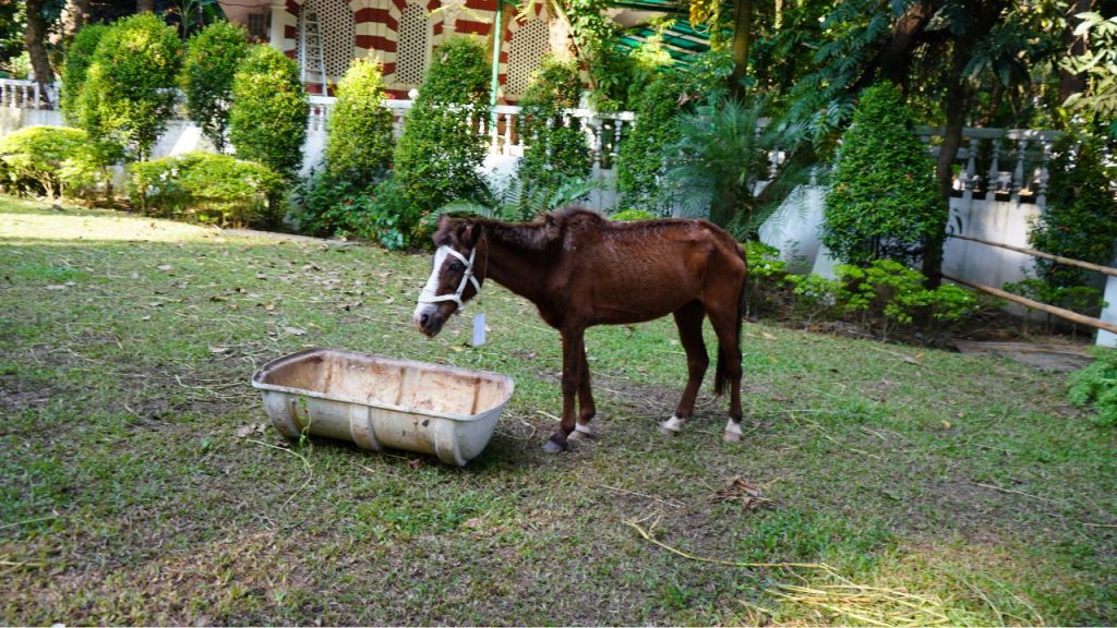 horses