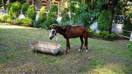horses