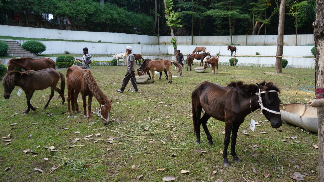 Horses