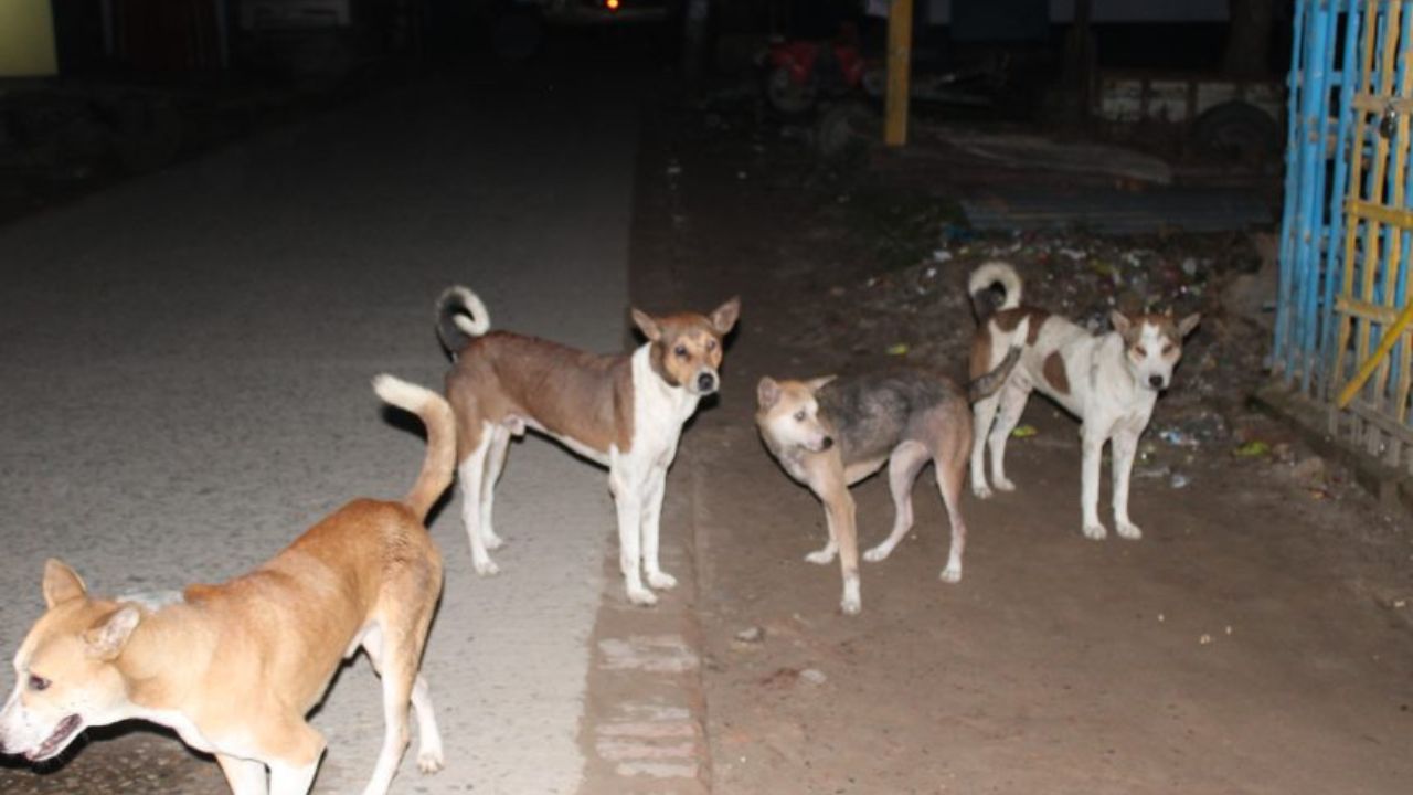20 injured from dog bites in Jhenaidah