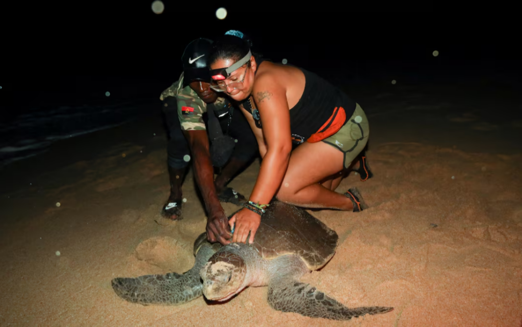 From hunters to guardians: Angolan villagers help to save endangered sea turtles Angola’s sea turtle