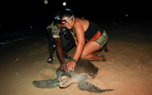 From hunters to guardians: Angolan villagers help to save endangered sea turtles Angola’s sea turtle